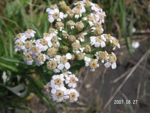s_PICT0226.jpg